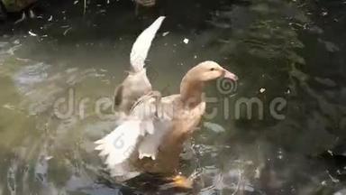 池塘上的小鸭子扑腾着翅膀。 角度很高。